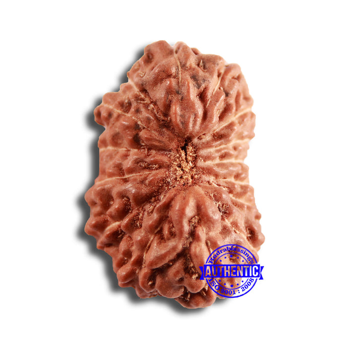 15 Mukhi Indonesian Rudraksha - Bead No. 244