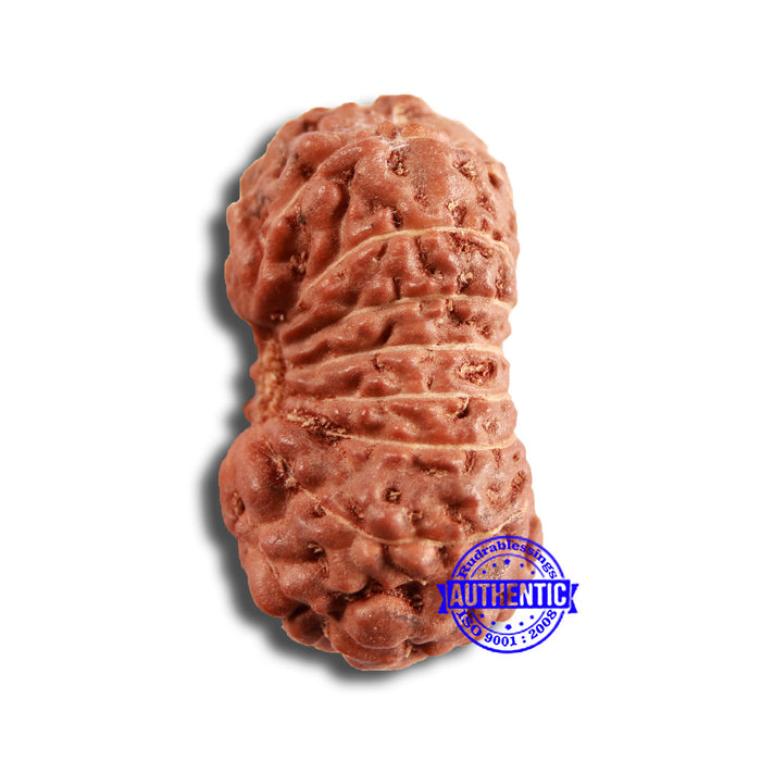 15 Mukhi Indonesian Rudraksha - Bead No. 244