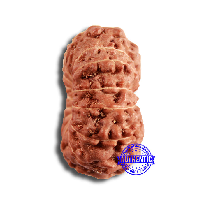 15 Mukhi Indonesian Rudraksha - Bead No. 244