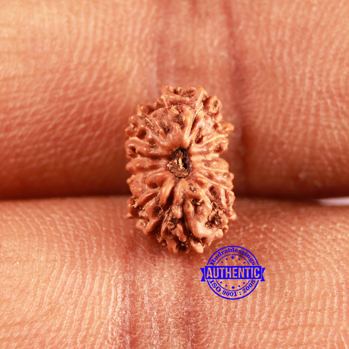 15 Mukhi Indonesian Rudraksha - Bead No. 246