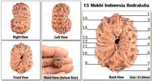 15 Mukhi Indonesian Rudraksha - Bead No. 104