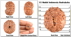 15 Mukhi Indonesian Rudraksha - Bead No. 105