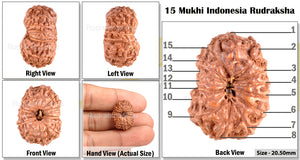 15 Mukhi Indonesian Rudraksha - Bead No. 106
