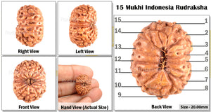 15 Mukhi Indonesian Rudraksha - Bead No. 107