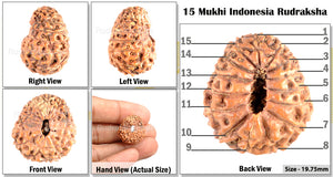 15 Mukhi Indonesian Rudraksha - Bead No. 108