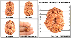 15 Mukhi Indonesian Rudraksha - Bead No. 109