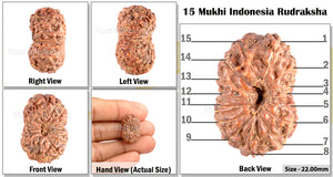 15 Mukhi Indonesian Rudraksha - Bead No. 110