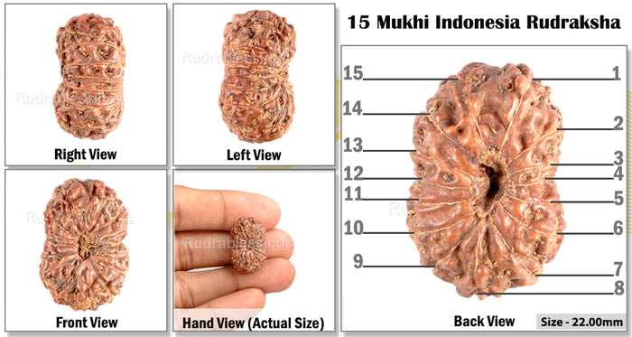 15 Mukhi Indonesian Rudraksha - Bead No. 110