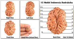 15 Mukhi Indonesian Rudraksha - Bead No. 111