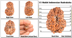 15 Mukhi Indonesian Rudraksha - Bead No. 112