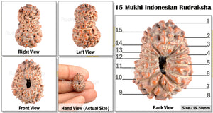 15 Mukhi Indonesian Rudraksha - Bead No. 113
