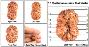 15 Mukhi Indonesian Rudraksha - Bead No. 114