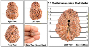 15 Mukhi Indonesian Rudraksha - Bead No. 116