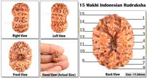 15 Mukhi Indonesian Rudraksha - Bead No. 120