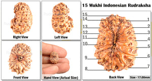 15 Mukhi Indonesian Rudraksha - Bead No. 121