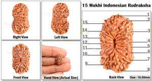 15 Mukhi Indonesian Rudraksha - Bead No. 125