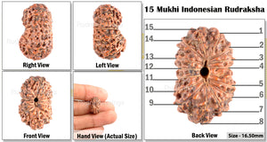15 Mukhi Indonesian Rudraksha - Bead No. 126