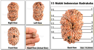 15 Mukhi Indonesian Rudraksha - Bead No. 130