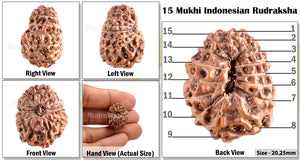 15 Mukhi Indonesian Rudraksha - Bead No. 135