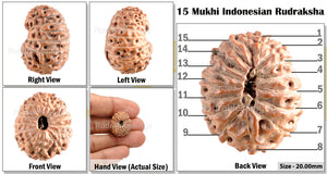 15 Mukhi Indonesian Rudraksha - Bead No. 136