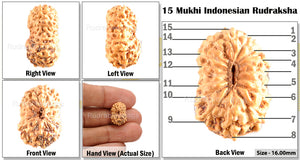 15 Mukhi Indonesian Rudraksha - Bead No. 137