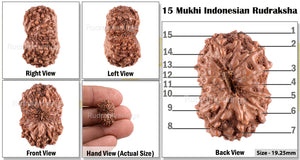 15 Mukhi Indonesian Rudraksha - Bead No. 142