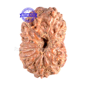 15 Mukhi Indonesian Rudraksha - Bead No. 110