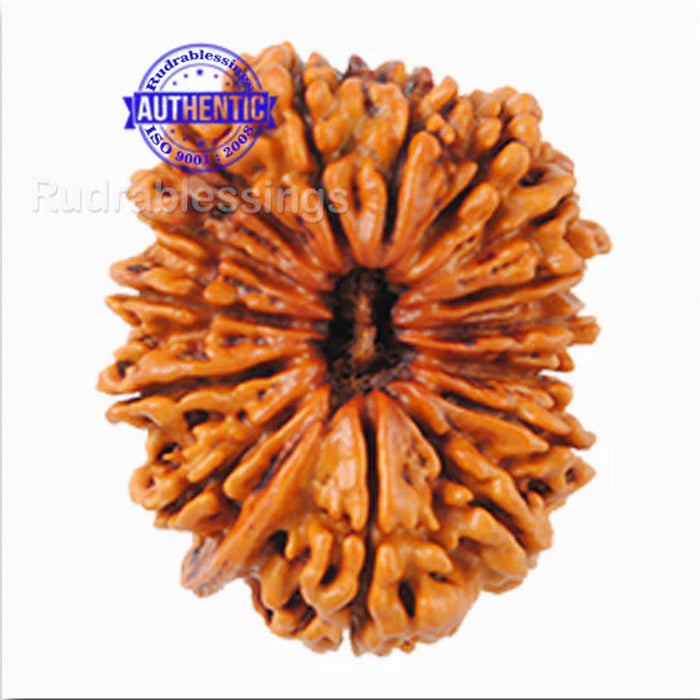 15 Mukhi Ganesha Rudraksha from Nepal - Bead No. 23
