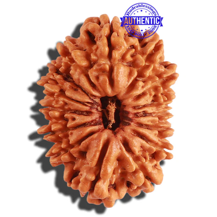 15 Mukhi Rudraksha from Nepal - Bead No. 50