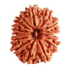 Load image into Gallery viewer, 15 Mukhi Rudraksha from Nepal - Bead No. 61
