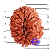 Load image into Gallery viewer, 15 Mukhi Rudraksha from Nepal - Bead No. 57
