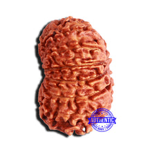 Load image into Gallery viewer, 15 Mukhi Rudraksha from Nepal - Bead No. 57
