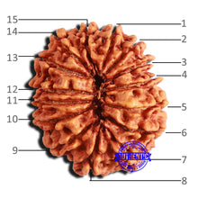 Load image into Gallery viewer, 15 Mukhi Rudraksha from Nepal - Bead No. 58
