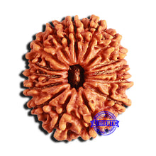Load image into Gallery viewer, 15 Mukhi Rudraksha from Nepal - Bead No. 58
