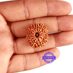 15 Mukhi Rudraksha from Nepal - Bead No. 58