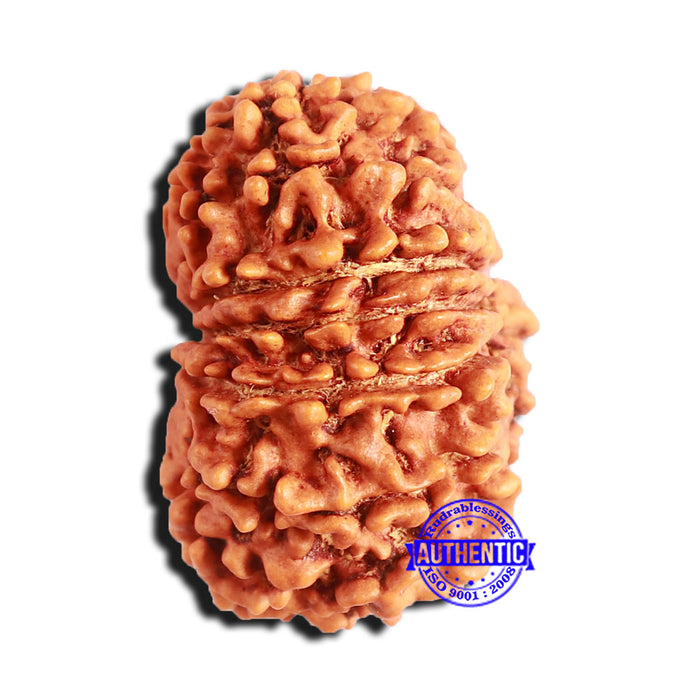 15 Mukhi Rudraksha from Nepal - Bead No. 58