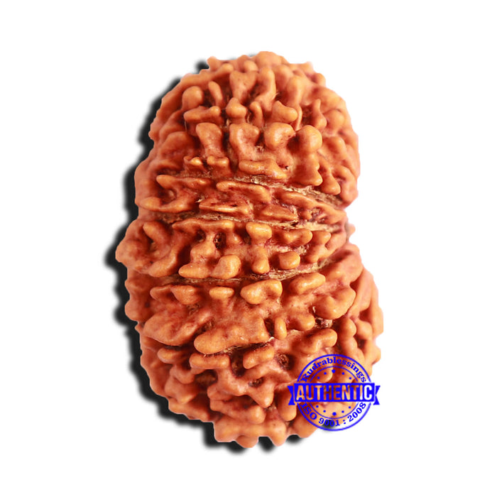 15 Mukhi Rudraksha from Nepal - Bead No. 58