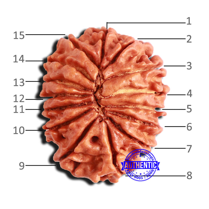 15 Mukhi Rudraksha from Nepal - Bead No. 59