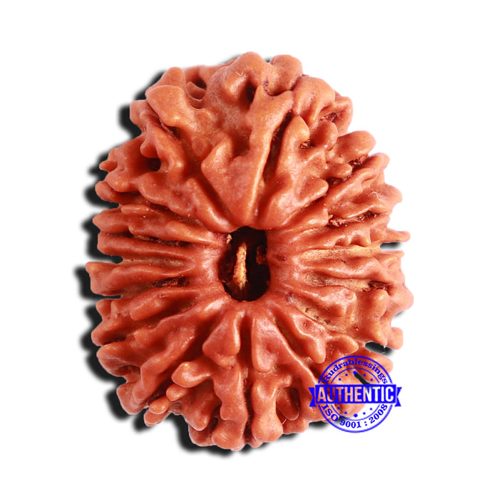 15 Mukhi Rudraksha from Nepal - Bead No. 59