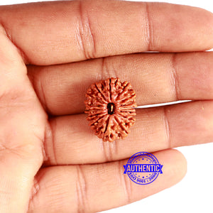 15 Mukhi Rudraksha from Nepal - Bead No. 59