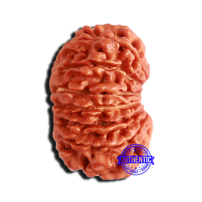 15 Mukhi Rudraksha from Nepal - Bead No. 59