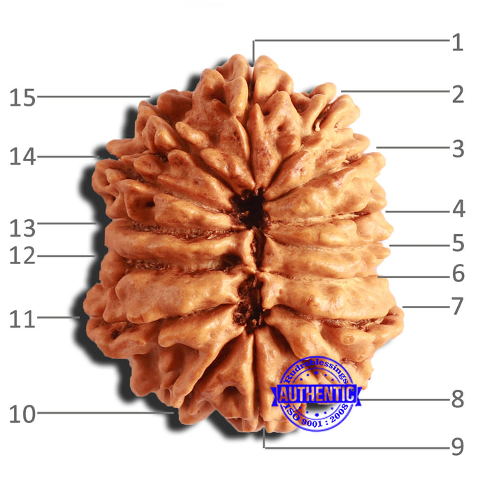 15 Mukhi Rudraksha from Nepal - Bead No. 67