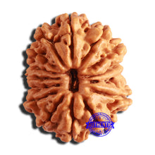 Load image into Gallery viewer, 15 Mukhi Rudraksha from Nepal - Bead No. 67
