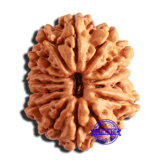 15 Mukhi Rudraksha from Nepal - Bead No. 67