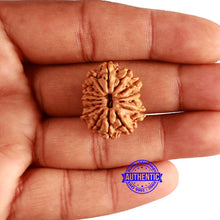 Load image into Gallery viewer, 15 Mukhi Rudraksha from Nepal - Bead No. 67

