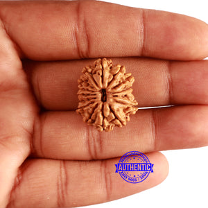 15 Mukhi Rudraksha from Nepal - Bead No. 67