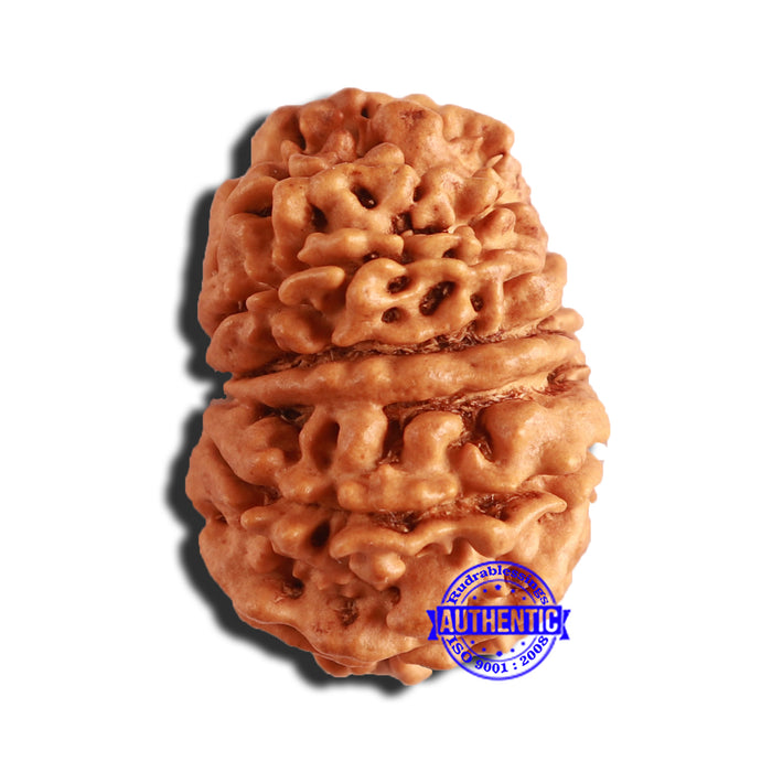 15 Mukhi Rudraksha from Nepal - Bead No. 67