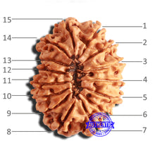 Load image into Gallery viewer, 15 Mukhi Rudraksha from Nepal - Bead No. 69
