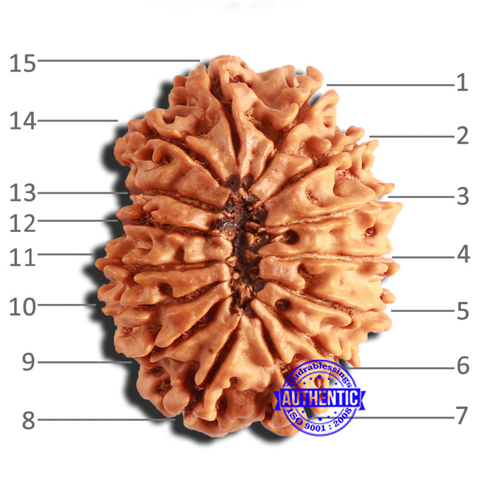15 Mukhi Rudraksha from Nepal - Bead No. 69