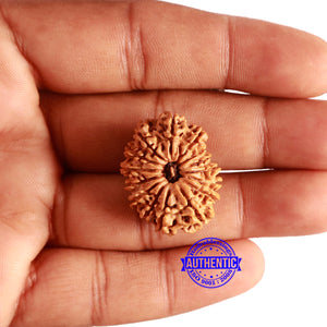 15 Mukhi Rudraksha from Nepal - Bead No. 69